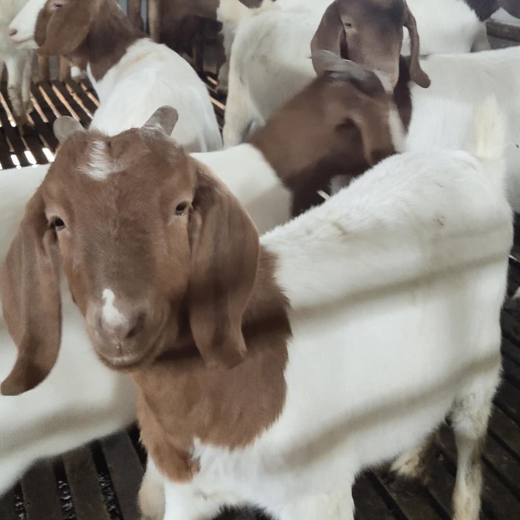 波尔山羊羔养殖基地 批发供应种羊 出售纯种波尔山羊羔