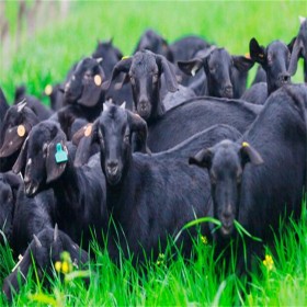 黑山羊养殖基地 黑山羊供应 黑山羊出售  黑山羊批发市场