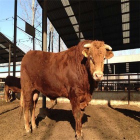 利木赞肉牛供应   养殖基地供应肉牛  利木赞牛犊出售