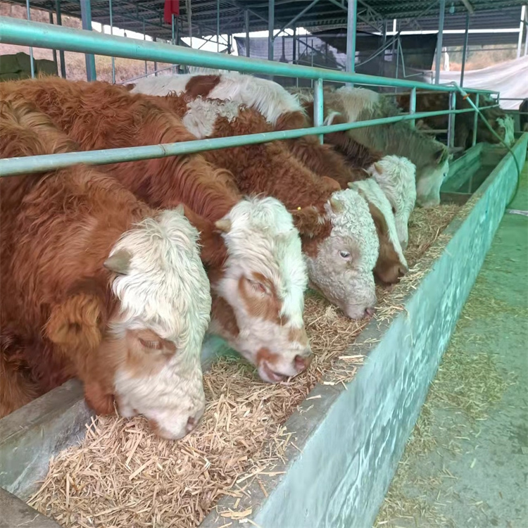 西门塔尔牛花母牛供应 养殖基地小母牛出售