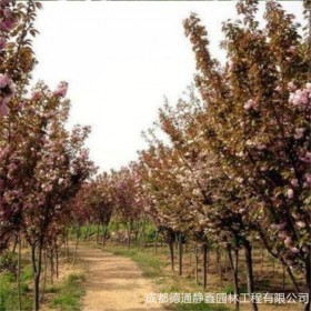 樱花树苗 基地批发樱花树苗 风景庭院街道绿化工程树樱花树质优价廉樱花