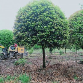 成都桂花批发 绿化专用桂花批发 桂花小苗批发 高杆桂花苗