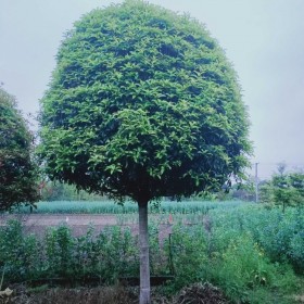 成都桂花苗批发