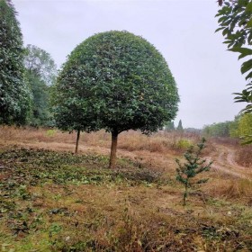 四川桂花苗木价格 桂花树苗基地 桂花苗批发