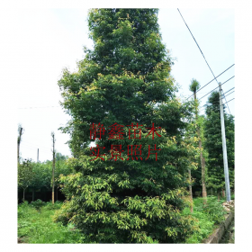 专业种植 金丝楠木树苗 D1~25公分金丝楠木树产地 苗木基地