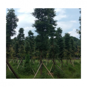 绿化金丝楠树高度1~7米 原生金丝楠木树苗 小叶桢楠苗木