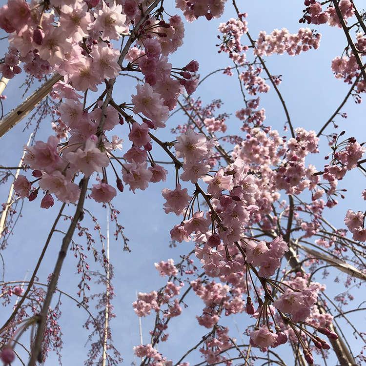 樱花树 独杆樱花 可用作各类绿化行道观赏树 色彩艳丽