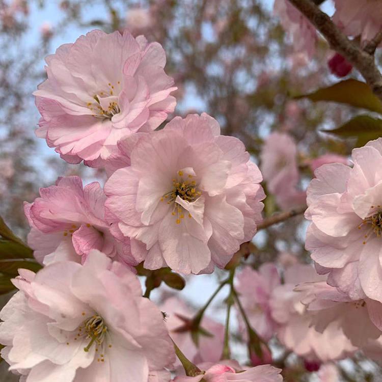 6公分樱花树 粉色花系 花期6月 景区公园风景树