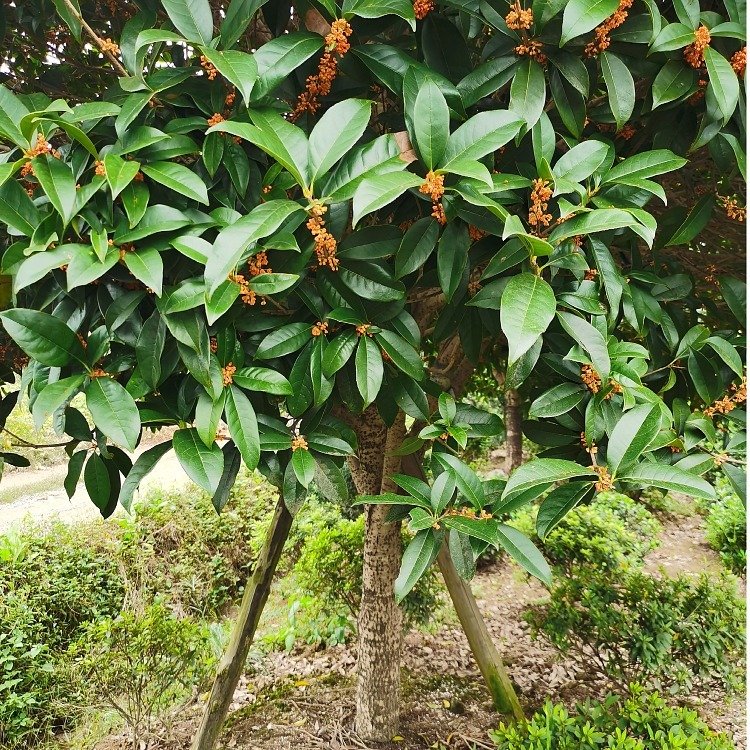 桂花树种植基地 金桂丹桂 四季常青 5-20公分粗 园林绿化