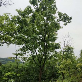 丛生元宝枫树 网户园林基地 根系发达存活率高 现挖