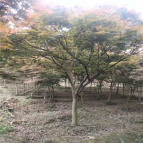 丛生红枫小苗 园林观赏树形优美高品质景观树