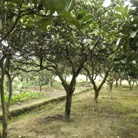 常绿香泡果树 网户园林基地精品造景香泡树 别墅绿化树种