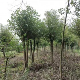 全冠精品香樟树 根系旺盛易成活 绿化优良树种