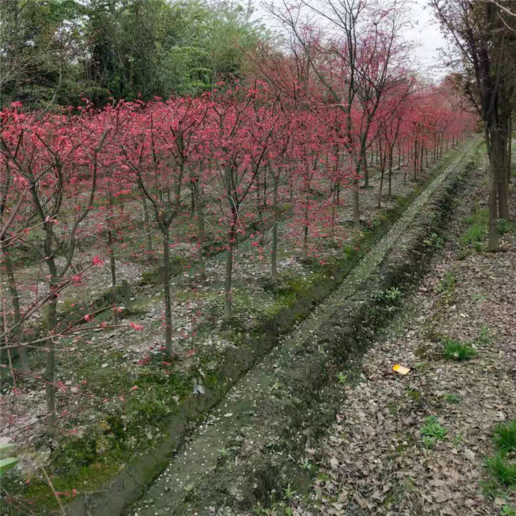 基地现货供应红枫苗 日本红枫苗存活率高 行道树苗可盆栽