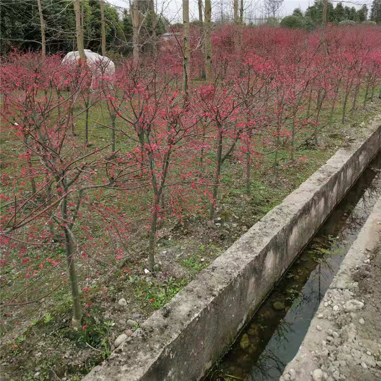 网户园林风景树苗批发 供应优质日本红枫小苗 叶型优美