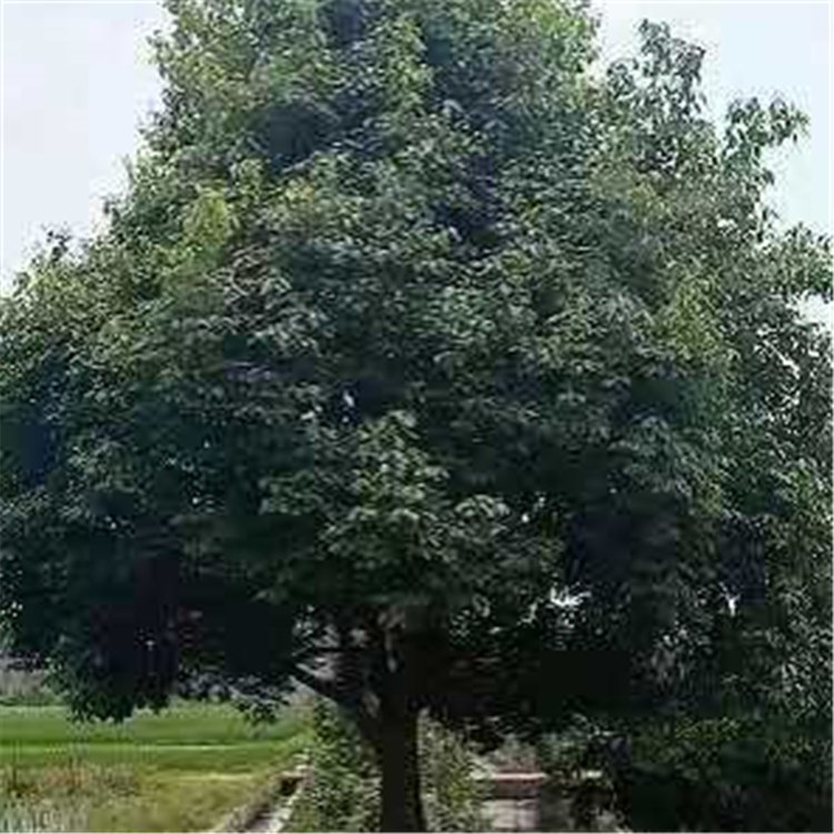 40公分低分枝香樟树苗 高度7-8米 网户园林基地直发