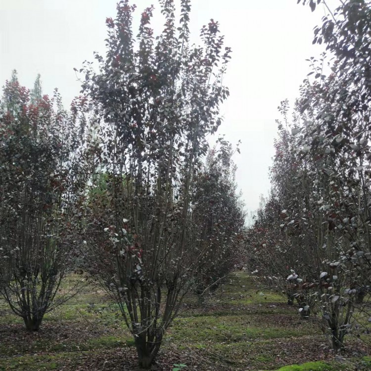 25公分丛生红叶李树苗 网户园林绿化苗木专业种植 树苗品质好