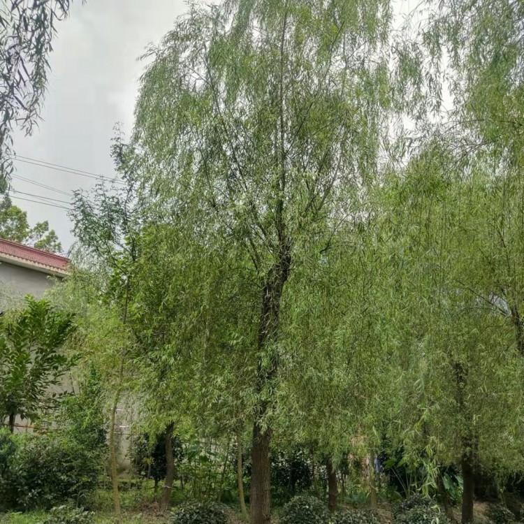 20公分柳树 网户园林自产自销 公园行道绿化垂柳