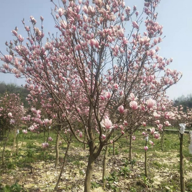 红花玉兰 6公分高度4.5米工程绿化树 优质苗木供应