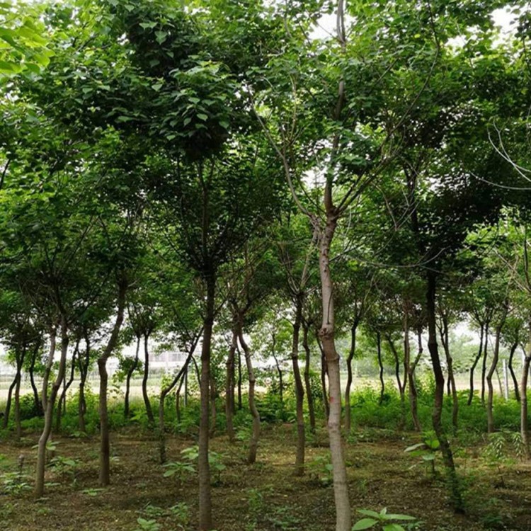 苗圃基地供应20公分丛生精品乌桕树 现挖现卖品质优