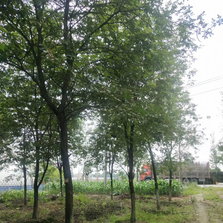黄花枫铃12公分 高度5.5米 冠幅3.5米 优质景观树供应