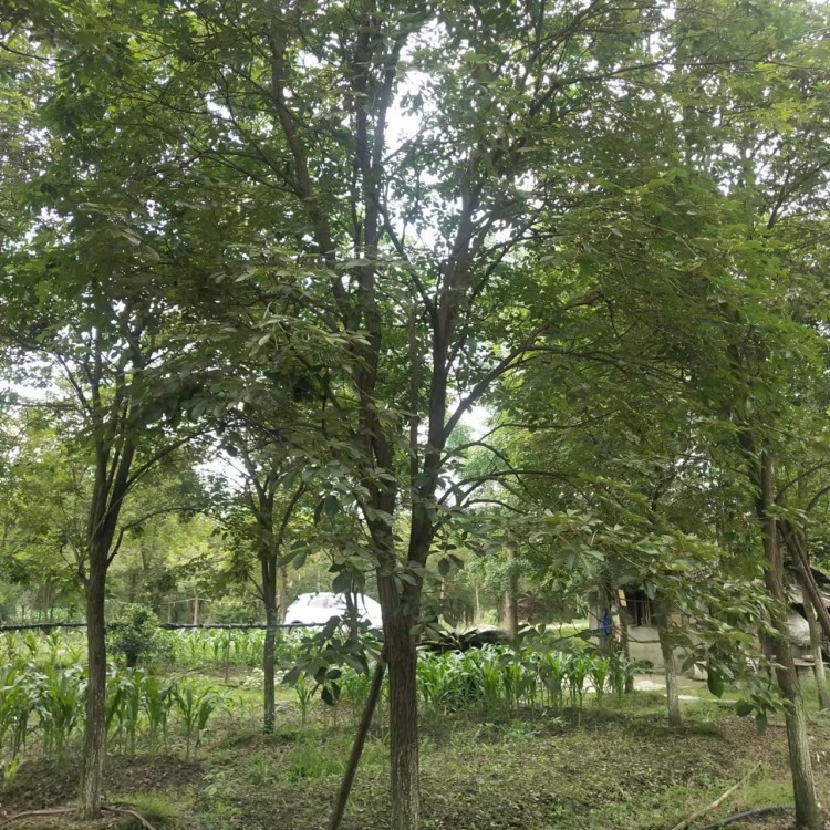 黄花风铃景观树15公分高度7.5米 冠幅5.5米 优质行道树商家