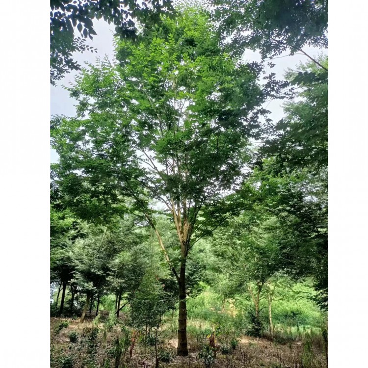 榉树15公分高度6米冠幅4.5米 网户园林现挖工程绿化风景树