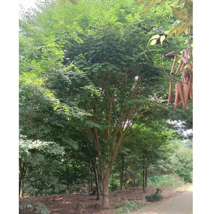 现挖榉树20公分 高度7米冠幅5.5米 网户园林苗圃基地直发 根系发达