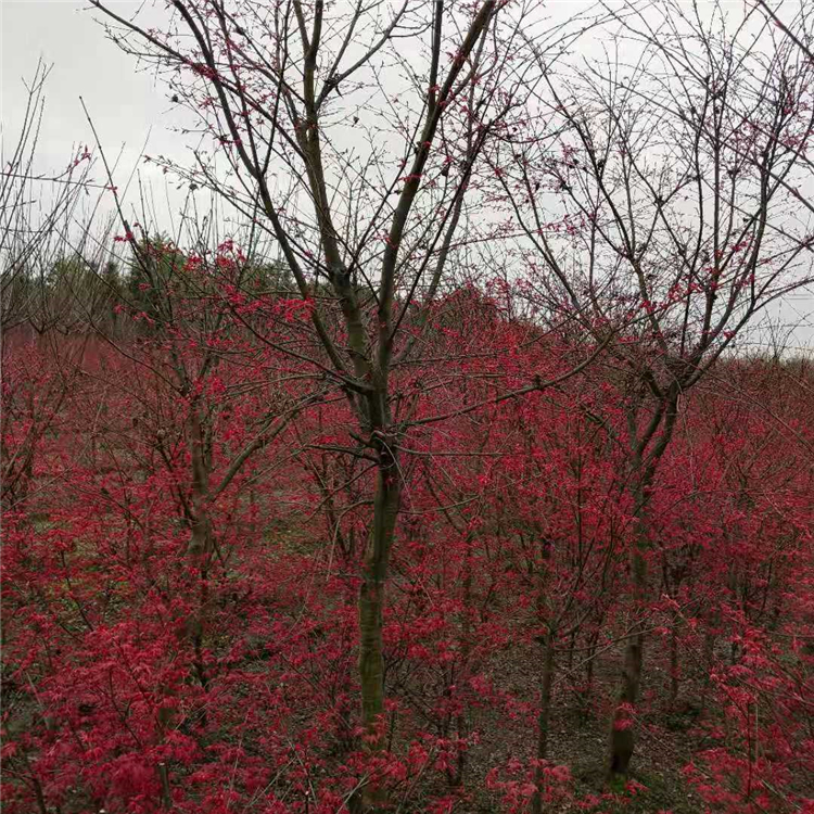 基地现货供应红枫小树 日本红枫存活率高 行道树可盆栽