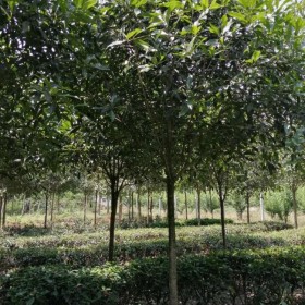 四川桂花苗批发 高杆桂花树苗批发 优质桂花树苗批发