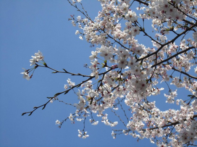 樱花树1