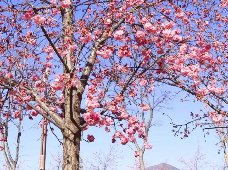 樱花树2