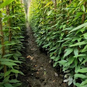 西昌油麻藤批发基地 绿植油麻藤批发