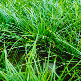 四川麦冬苗批发基地 麦冬苗求购 绿化麦冬苗批发基地