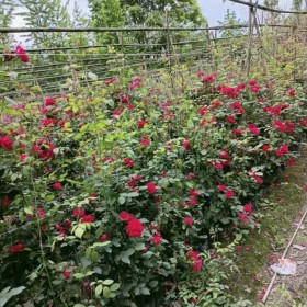 桂花掉叶子是怎么回事？