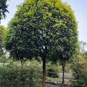 成都高杆桂花批发 绿化桂花苗 风景树批发 温江小型园艺