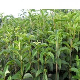 成都桂花出售 绿化天竺桂批发基地 天竺桂苗批发