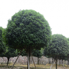 成都桂花批发 天竺桂批发 高杆桂花批发