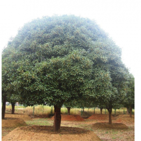 成都桂花小苗供应 金桂桂花苗批发