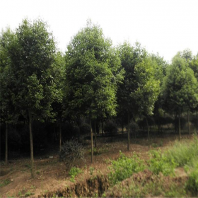 成都天竺桂批发基地 绿化桂花批发基地 绿化苗批发基地