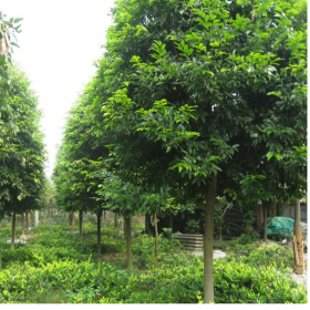 四川天竺桂批发 桂花苗批发 桂花树苗批发