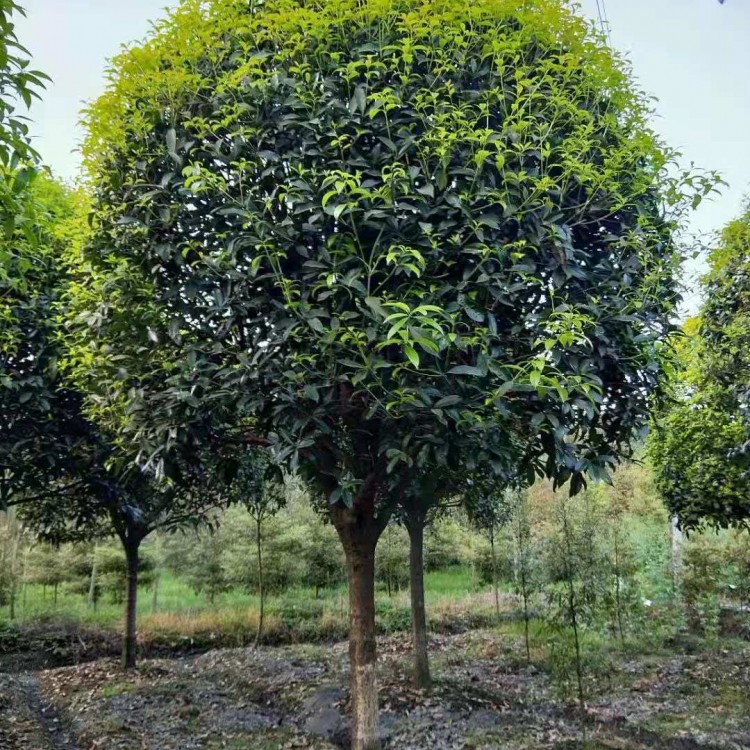 成都桂花苗出售 桂花树苗批发