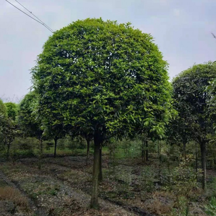 成都桂花苗批发桂花苗批发基地 桂花苗价格 绿化苗树苗