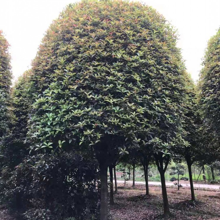 四川桂花苗批发 绿化桂花苗批发