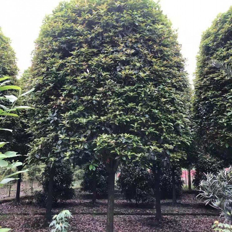 成都桂花苗批发 高杆桂花苗批发  批发天竺桂