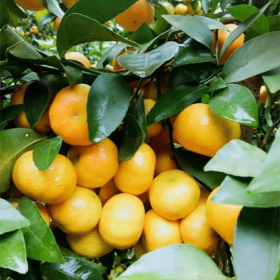 贵州砂糖橘树苗批发基地，柑橘树苗基地直供