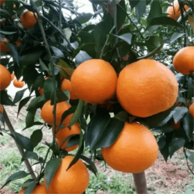 贵州大雅柑一号树苗哪里有基地柑橘树苗重庆柑橘苗批发