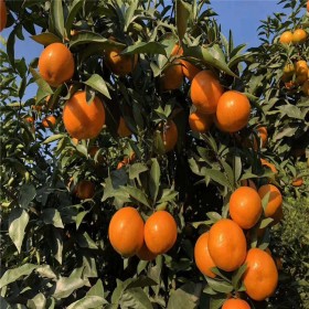 爱沙柑橘苗基地批发  爱沙柑橘苗种苗 优质柑橘苗价格