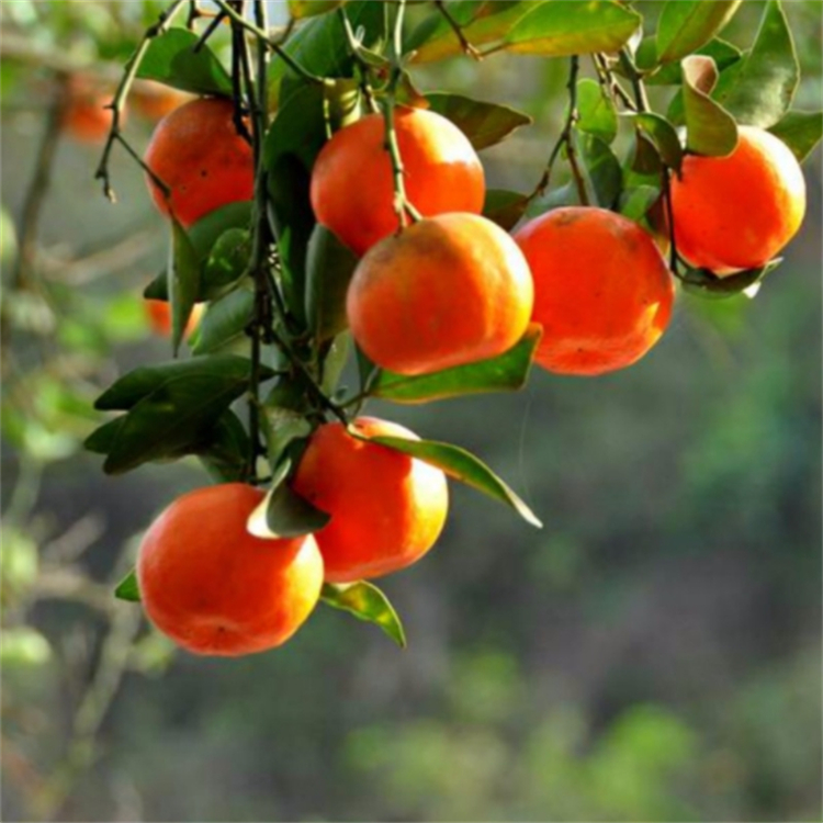 明日见柑橘苗 新品种柑橘明日见 柑橘苗批发 四川种植基地