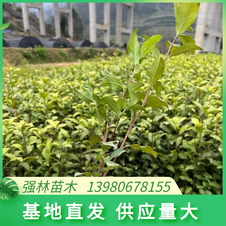 金牡丹茶苗 茶树苗种植 提供技术指导